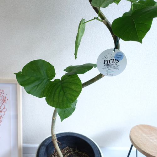 ［現品］36番　フィカス　ウンベラータ　曲がり　8号　観葉植物　室内　大型　人気 観葉植物 フィカス ウンベラータ 8号 ノーマル ラスターポット