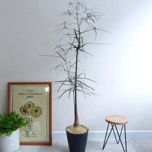 星型の葉っぱ ボトルツリー ブラキキトン 観葉植物 オージー