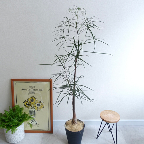 星型の葉っぱ ボトルツリー ブラキキトン 観葉植物 オージー