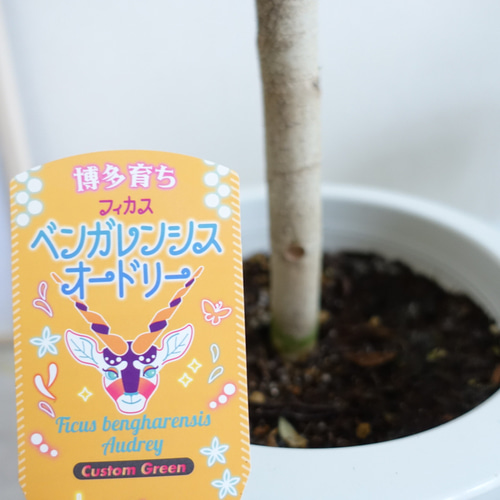 自然樹形 フィカス ベンガレンシス 観葉植物 室内 高さ150