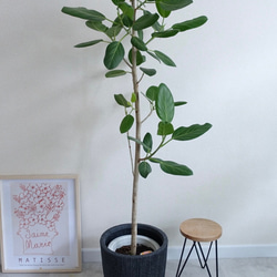 フィカス エベレスト 極上 自然樹形 ウンベラータ の1ランク上の高級感　希少 フィカス エベレスト 希少 人気品種 ウンベラータ の1ランク上の高級感