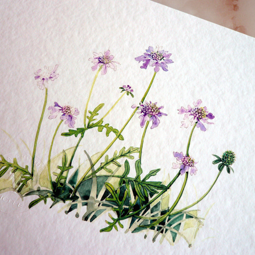 マツムシソウ 】 ORIGINAL GICLEE 水彩画を高級紙に印刷した鑑賞用絵画