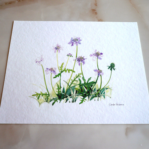 マツムシソウ 】 ORIGINAL GICLEE 水彩画を高級紙に印刷した鑑賞用絵画