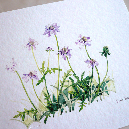 マツムシソウ 】 ORIGINAL GICLEE 水彩画を高級紙に印刷した鑑賞用絵画