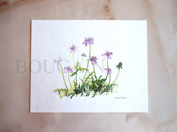 マツムシソウ 】 ORIGINAL GICLEE 水彩画を高級紙に印刷した鑑賞用絵画