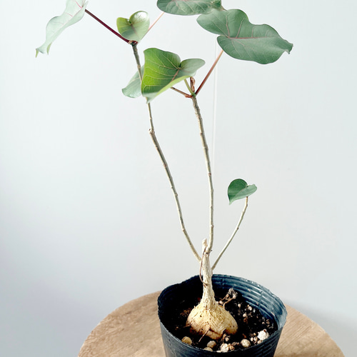 観葉植物 ゴムの木 赤ウンベ フィカス ペティオラリス 希少種