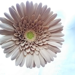 【僅限】❁乳白色和棕色粘土花非洲菊2件套，室內花，斯堪的納維亞室內❁ 第5張的照片