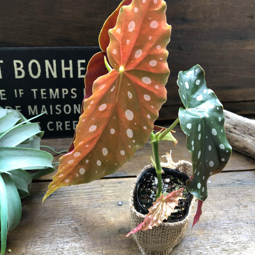 【希少】 ベゴニア　マクラータ　斑入り　ピンク Begonia maculata variegata 'Pink'｜ベゴニア マクラータ ピンク