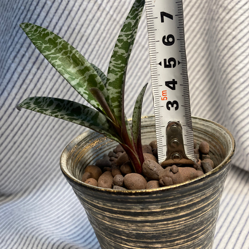 レデボウレア ソシアリス ビオラセア 豹紋 寄せ植え 抜き苗 レデボウレア ソシアリス ビオラセア 豹紋 寄せ植え 抜き苗