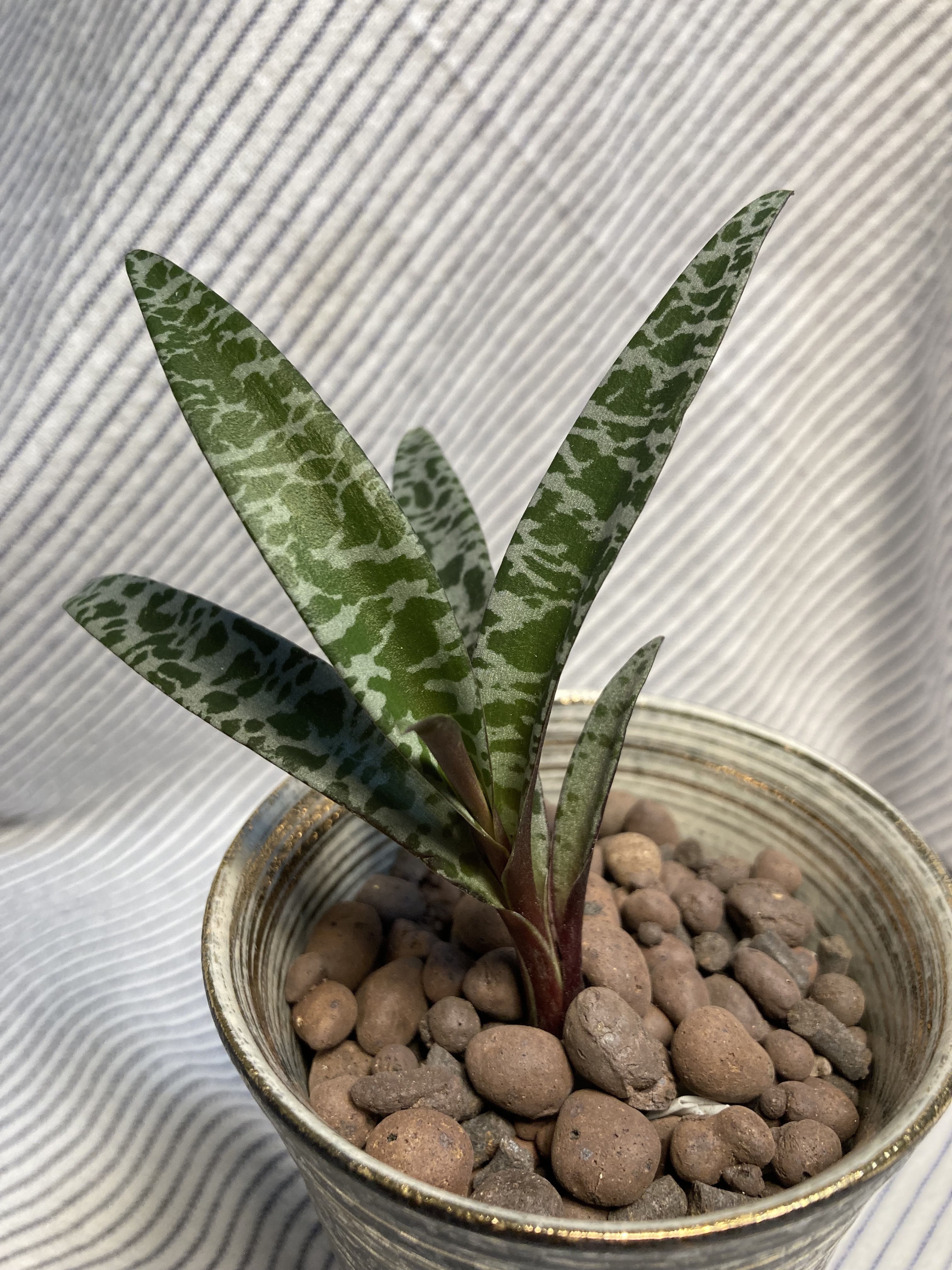 レデボウレア ソシアリス ビオラセア 豹紋 寄せ植え 抜き苗 豹柄がかっこいい✨豹紋❣️（レデボウリア ソシアリス