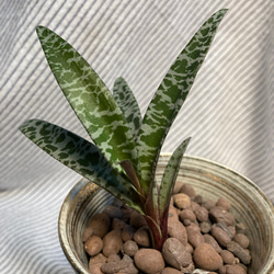 豹柄がかっこいい✨豹紋❣️（レデボウリア ソシアリス ビオラセア