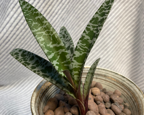 48e0d39344a21e98a3d90e69690820