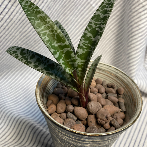 豹柄がかっこいい✨豹紋❣️（レデボウリア ソシアリス