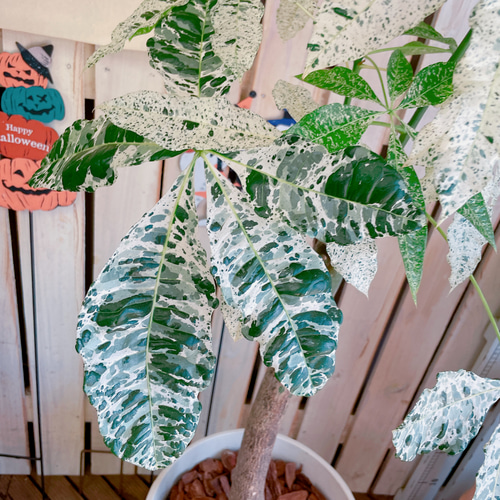 パキラ斑入り 白希少 オススメ‼️画像更新8/5 超希少 パキラ ムーン