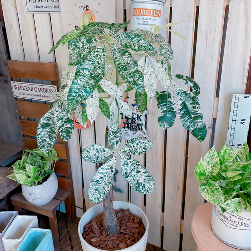 在庫一掃SALE！現品♡超レア【大きめ斑入りパキラ】希少グリーン観葉