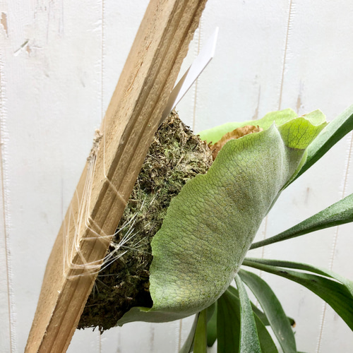 美株 Platyceriun alcicone ビカクシダ アルシコルネ 板付 その他