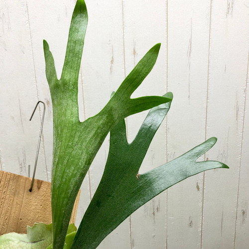 大株！本気で育てたビカクシダ アルシコルネ アルキコルネ 美株