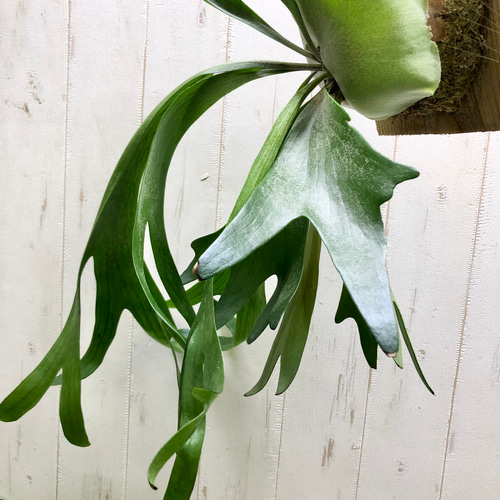美株 Platyceriun alcicone ビカクシダ アルシコルネ 板付