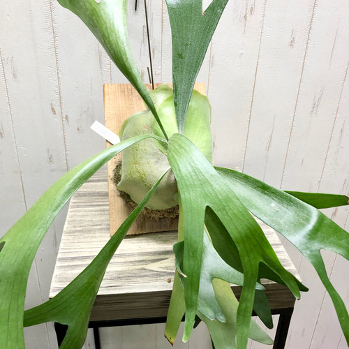 美株 Platyceriun alcicone ビカクシダ アルシコルネ 板付 その他