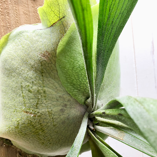 大株！本気で育てたビカクシダ アルシコルネ アルキコルネ　美株 ビカクシダ アルシコルネ (Platycerium alcicorne)-について
