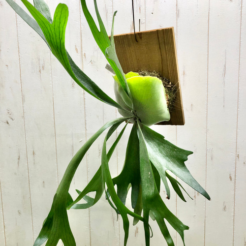 美株 Platyceriun alcicone ビカクシダ アルシコルネ 板付 その他