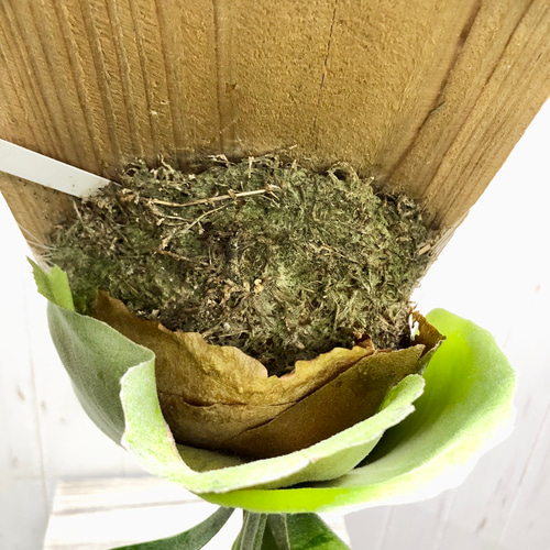 美株 Platyceriun alcicone ビカクシダ アルシコルネ 板付 その他