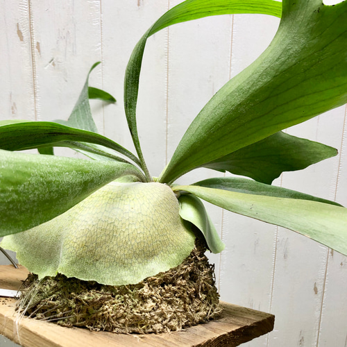 美株 Platyceriun alcicone ビカクシダ アルシコルネ 板付