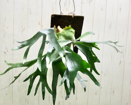 0ba6220b1f5a0d298f1c6148ac11b3