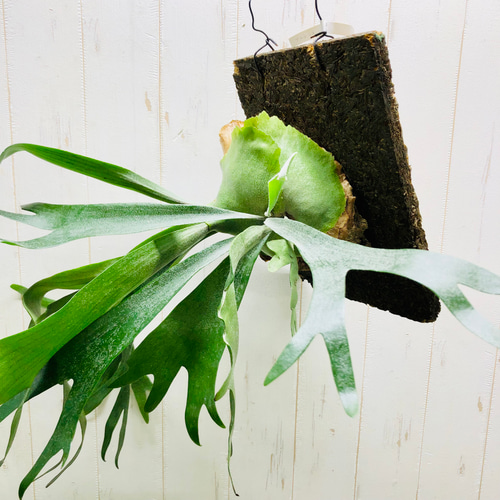 大株 Platyceriun alcicone ビカクシダ アルシコルネ 板付