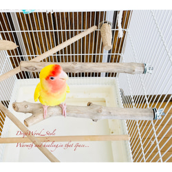 流木インテリア ２個セット バードケージ用の天然流木の止まり木 鳥かご ケージ ニームパーチ インコ とまり台 N7 4枚目の画像