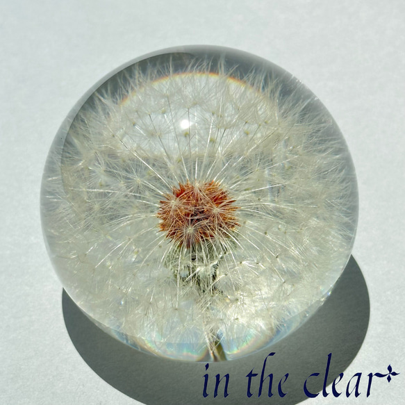 植物標本　たんぽぽ綿毛　レジン　６センチ球体 1枚目の画像