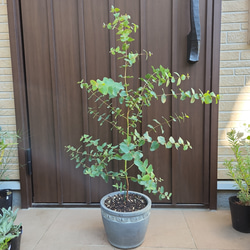 お洒落鉢植えオリーブの木 ネバディロブランコ 観葉植物 シンボル