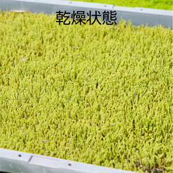 エゾスナゴケ1平米セット（庭苔用） 10枚目の画像