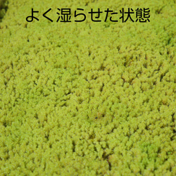 エゾスナゴケ1平米セット（庭苔用） 6枚目の画像