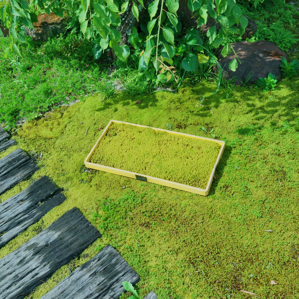 エゾスナゴケ1平米セット（庭苔用） 1枚目の画像