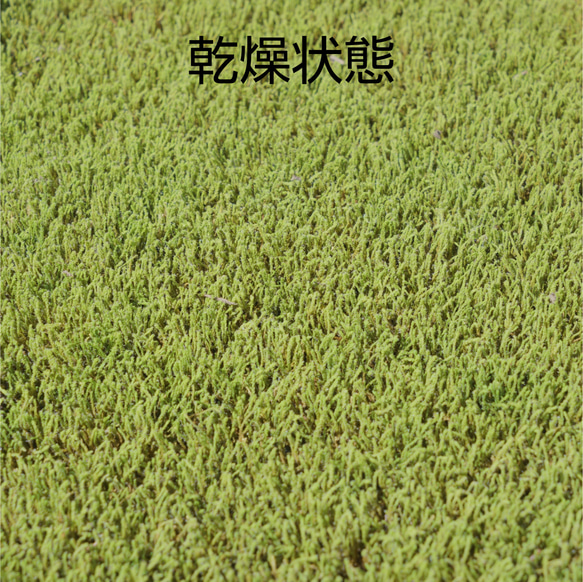 エゾスナゴケ1平米セット（庭苔用） 9枚目の画像