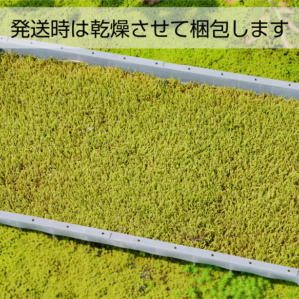 エゾスナゴケ（庭苔用）苗箱トレーサイズ 280mm×580mm 11枚目の画像