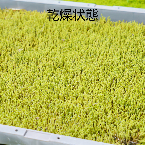 エゾスナゴケ（庭苔用）苗箱トレーサイズ 280mm×580mm 10枚目の画像