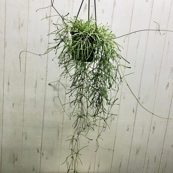 細葉品種   珍種   ホヤ レツーサ  4号 吊り鉢 1枚目の画像