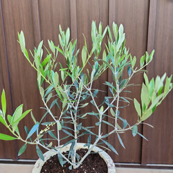 再販♡ オリーブの木　エルグレコ　アンティーク風テラコッタ鉢植え　苗　シンボルツリー 3枚目の画像