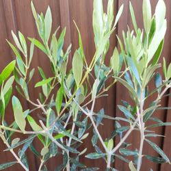 再販♡ オリーブの木　エルグレコ　アンティーク風テラコッタ鉢植え　苗　シンボルツリー 2枚目の画像