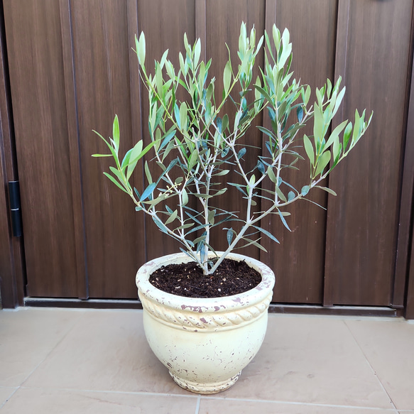 再販♡ オリーブの木　エルグレコ　アンティーク風テラコッタ鉢植え　苗　シンボルツリー 1枚目の画像