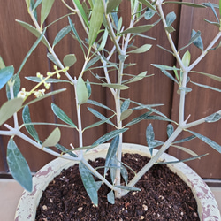 再販♡ オリーブの木　エルグレコ　アンティーク風テラコッタ鉢植え　苗　シンボルツリー 4枚目の画像