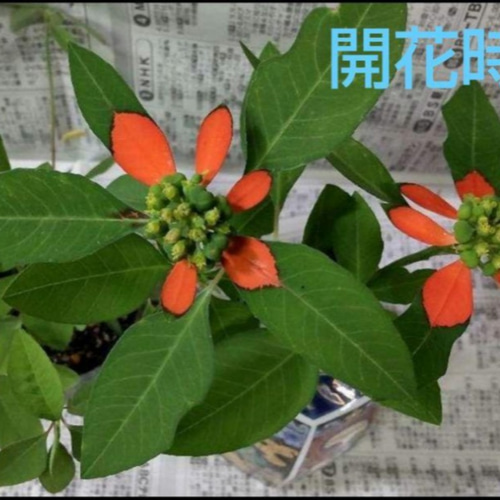 サマーポインセチア♡約8〜15苗 送料無料 多肉植物 黄色いスコップ