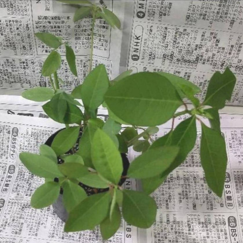 サマーポインセチア♡約8〜15苗 送料無料 多肉植物 黄色いスコップ