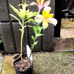 紫陽花【スターリットスカイ】ブルーのフリルが美しい コバルトブルー