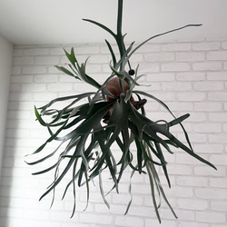 ビカクシダ コウモリラン ビーチー 群生 流木付け 観葉植物 ハンギング