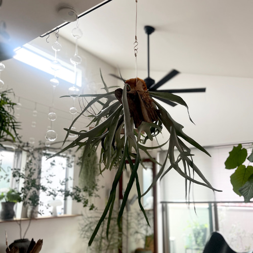 ビカクシダ コウモリラン ビーチー 群生 流木付け 観葉植物 ハンギング