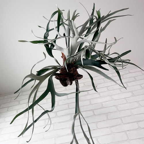 ビカクシダ コウモリラン ビーチー 群生 流木付け 観葉植物 ハンギング