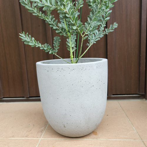 花芽付き　アカシア　ブルーブッシュ　テラコッタ鉢植え　ミモザ　苗 かっこいい☆アカシアブルーブッシュ鉢植え ミモザ苗 ロックガーデン